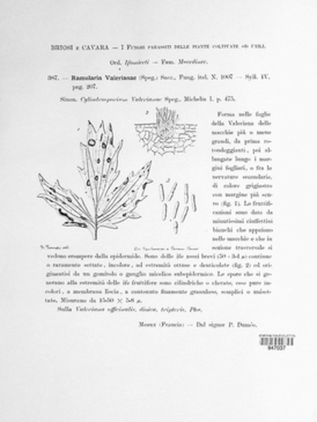 Ramularia valerianae image